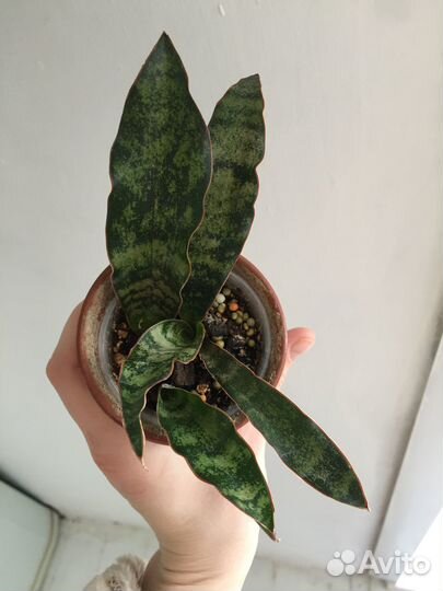 Сансевиерия кирки копертон