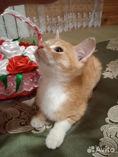 Котенок девочка в добрые руки