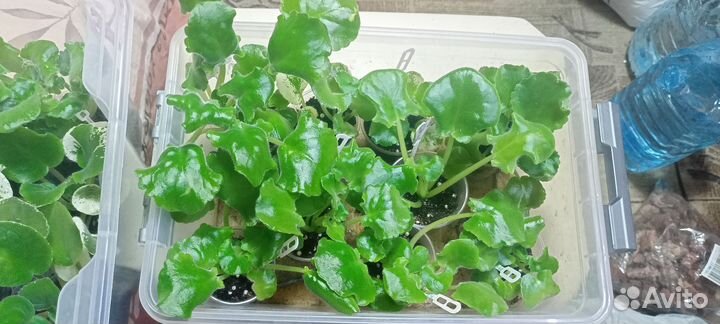 Фиалки набором и поштучно