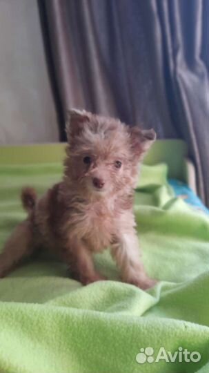 Щенки мини 2.5мес