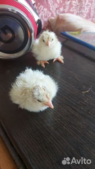 Цыплята породы брама