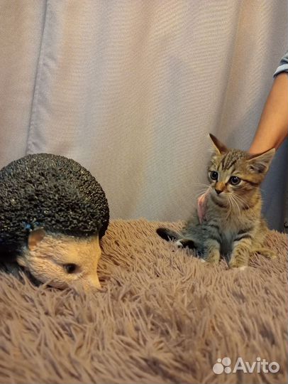 Сибирская кошка бесплатно