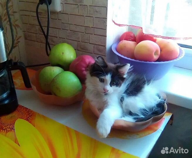 Кошечка в добрые руки