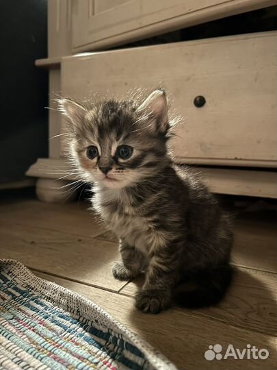 Котята девочки в добрые руки