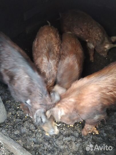 Поросята 6 месяцев кармалы