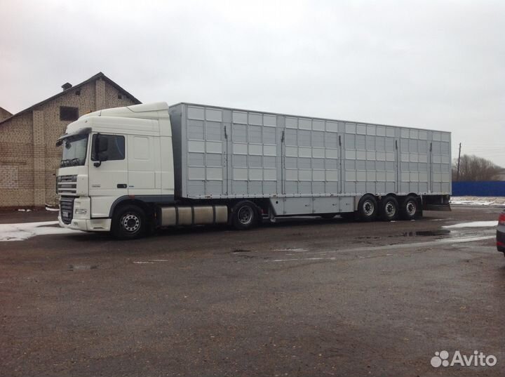 Перевозка скота крс,Коров,Быков, Нетелей,Телят,Лош