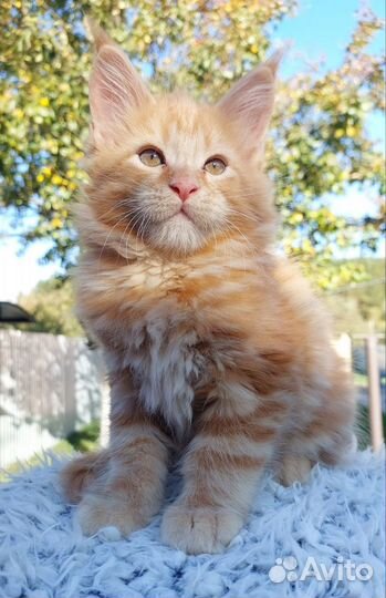Котята мейн-кун