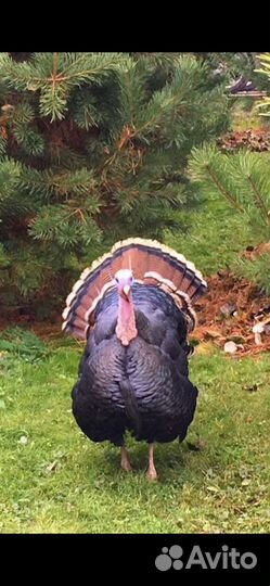 Инкубационное яйцо индейки,гусиные Линда и куриные