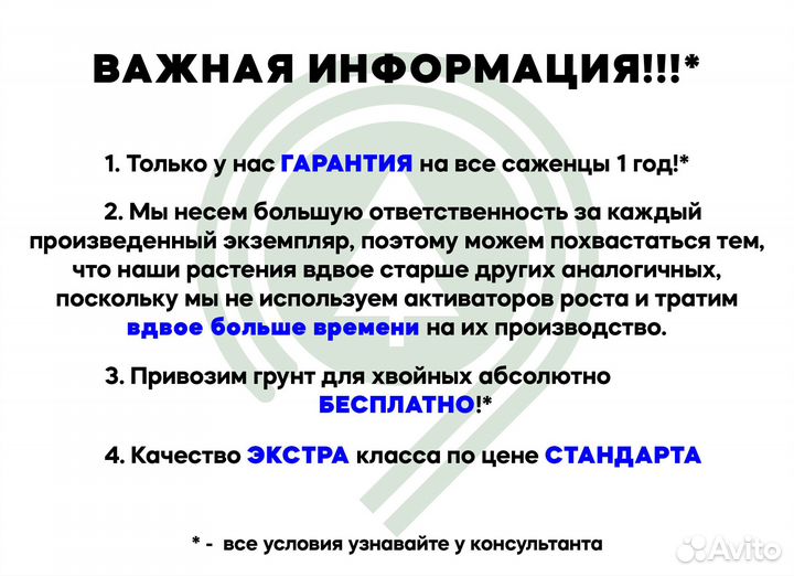 Туя смарагд с доставкой