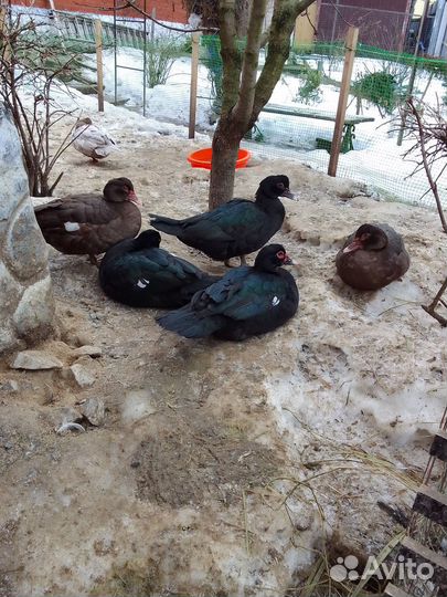 Мускусные утки, утята, селезни