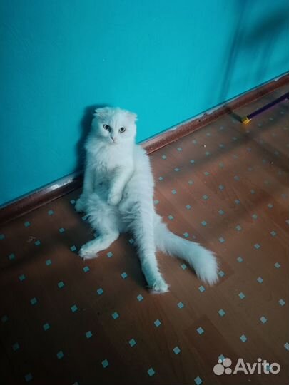 Кошка на вязку