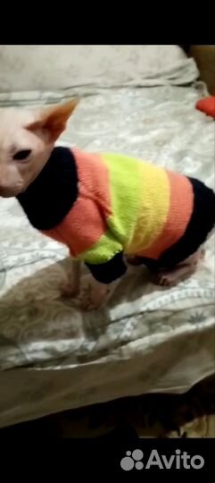 Одежда для кошек и мелких собак