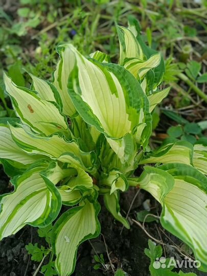 Маргаритки рассада, хоста, аквилегия