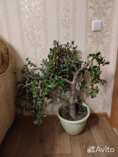 Толстянка денежное дерево