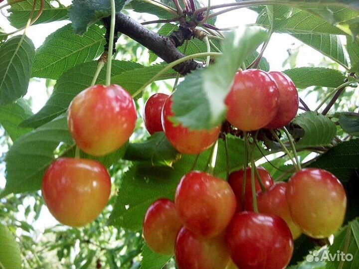 Продаю саженцы черешни