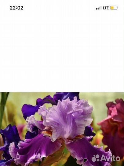 Бородатые ирисы