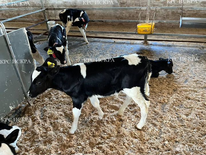 Телята, бычки, телки мясо-молочного направления