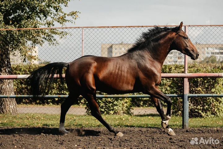 Жеребец в спорт