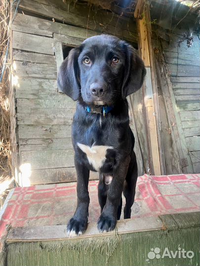 Собака щенок умный привит