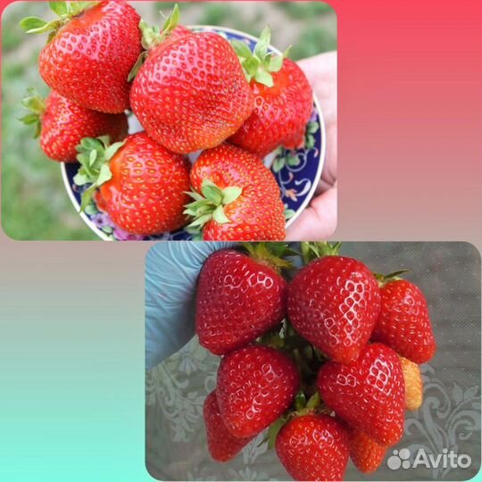 Рассада клубники саженцы усы