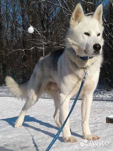 Собака в добрые руки хаски фенотип