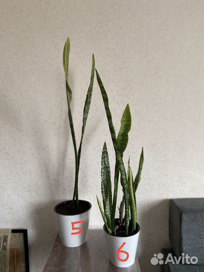 Сансевиерия