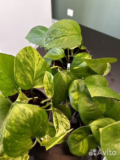 Эпипремнум разные