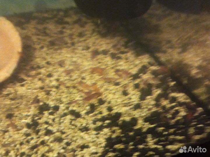 Аквариумные креветки