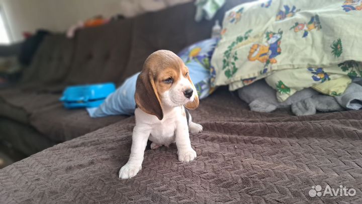 Щенки бигля