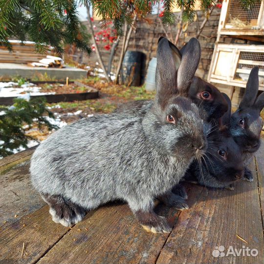 Полтавское серебро, советская шиншила
