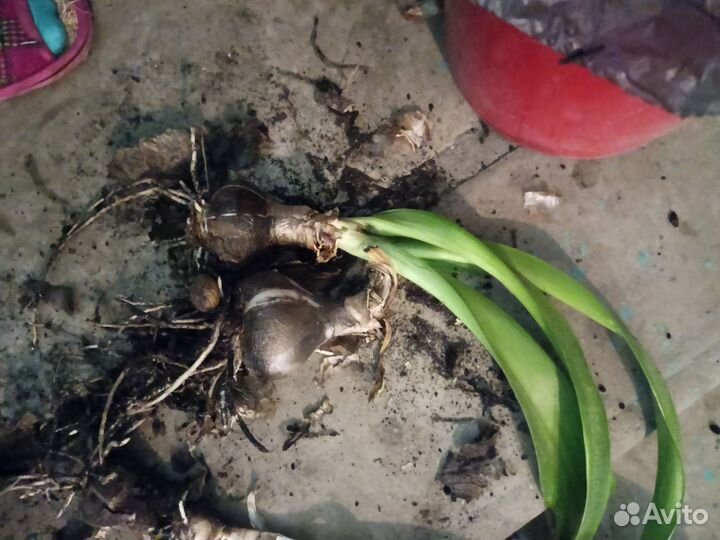 Комнатные цветы Кливия