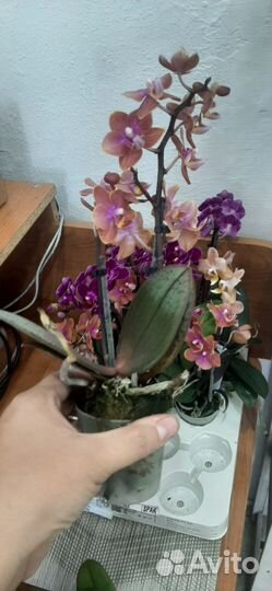 Орхидея мини
