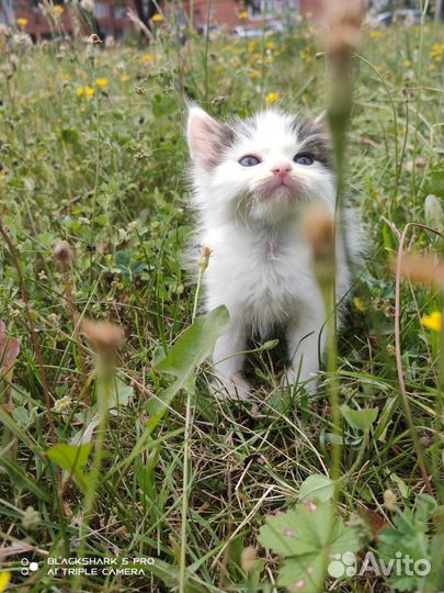 Котенок в добрые ручки