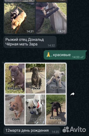Американский питбультерьер щенки