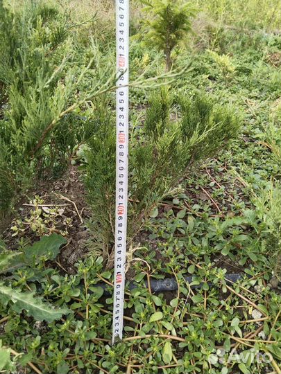 Можжевельник казацкий