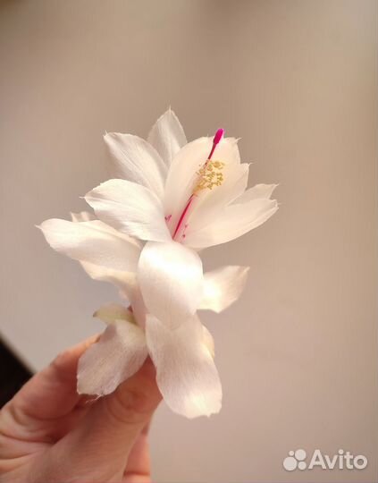 Декабрист коллекционный Samba Brazil