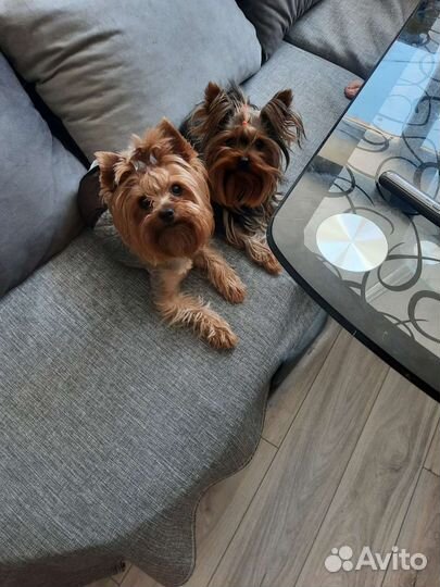 Передержка собак