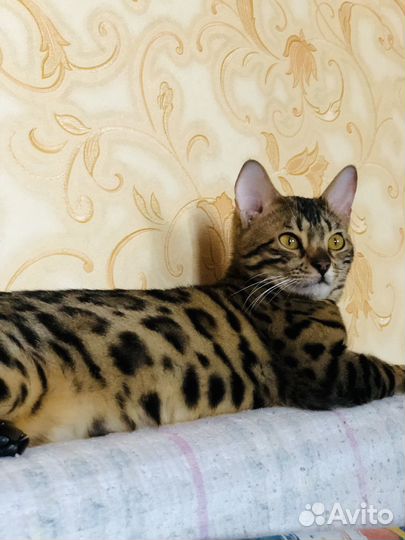 Бенгальская кошка вязка