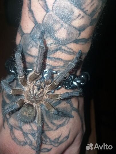 Паук птицеед Harpactira Pulchripes