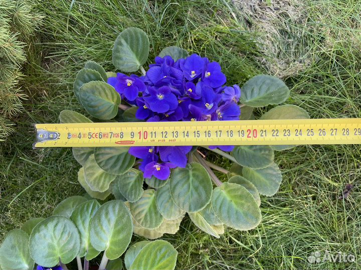 Фиалки взрослые 22-26 см