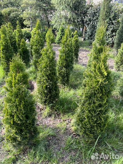 Туя смарагд