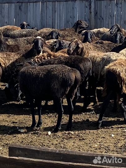 Курдючные бараны овцы