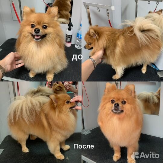 Грумер для собак