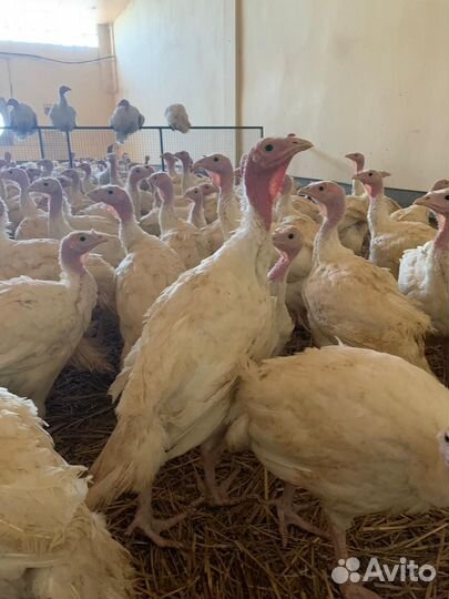 Индюки индюшата