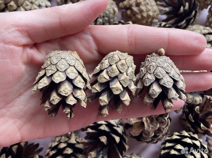 Шишки сосновые