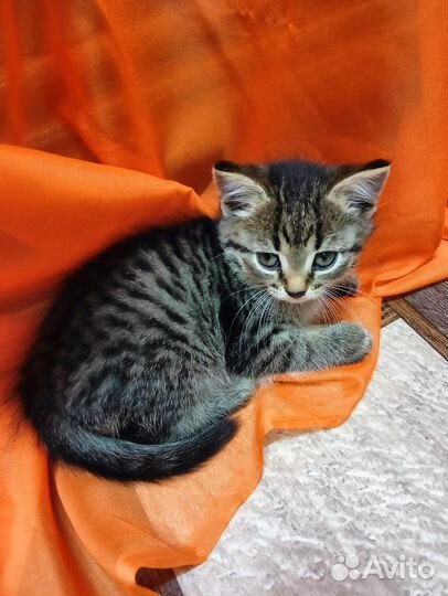 Кошечки 1 мес