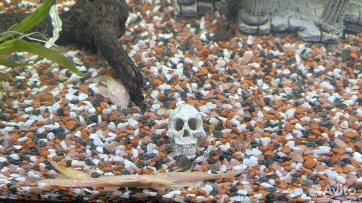 Анциструс золотой/альбинос, сом - аквариумная рыба