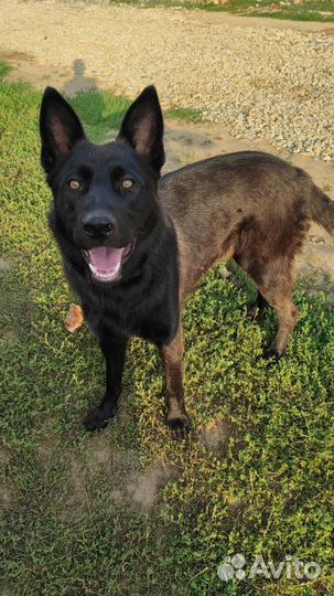 Собака друг человека