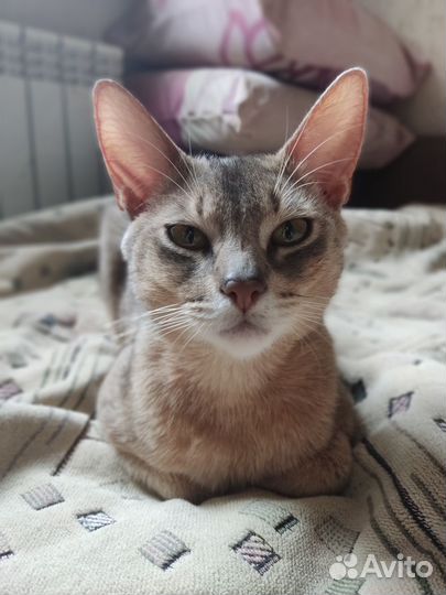 Абиссинский кот вязка