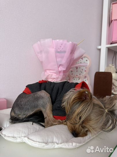 Девочка йорк вязка